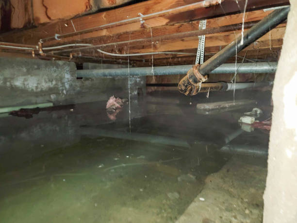Best Water damage mitigation services  in Fullerton, NE