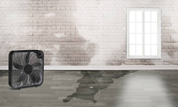 Best Basement water damage restoration  in Fullerton, NE